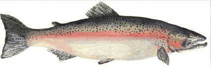 Trucha steelhead